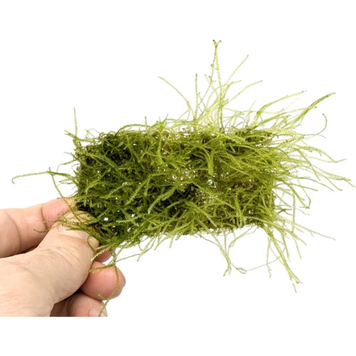 Java moss scapers - moss,