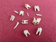 12 Assorted Deer Teeth Gothic Taxidermy Arts & Crafts Jewellery Making