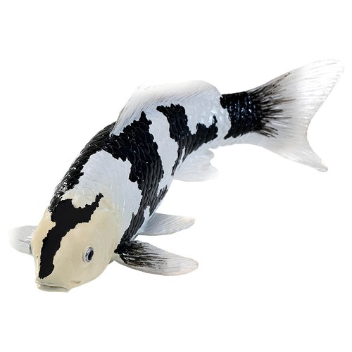 Shiro utsuri koi fish - utsuri,