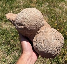 *RARE* Fossil Hadrosaur