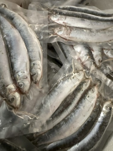 Premium cornish sardines 10 - premium,