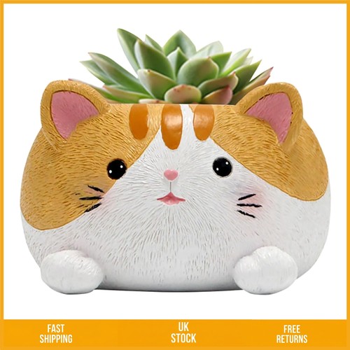 Adorable animal cat - animal,