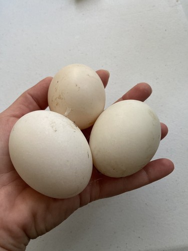 Fertile duck hatching eggs - 3,