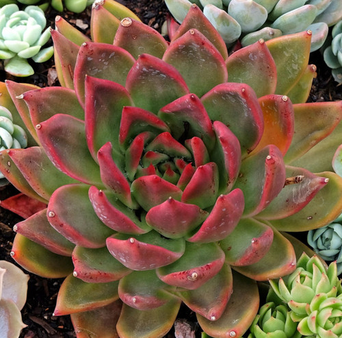 Echeveria gilva red - red., rare