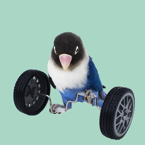Parrot balance toy bird - balance,