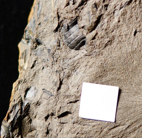 Rare paleozoic carboniferous - rare,