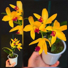 Mini Cattleya Yellow. 1 Flower