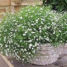 Gypsophila muralis Gypsy White