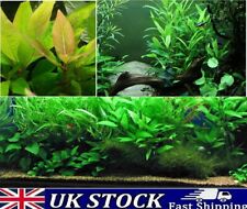 Hygrophila Corymbosa Aquarium plant Seeds Aquatic Water Fish Tank Grass Seeds