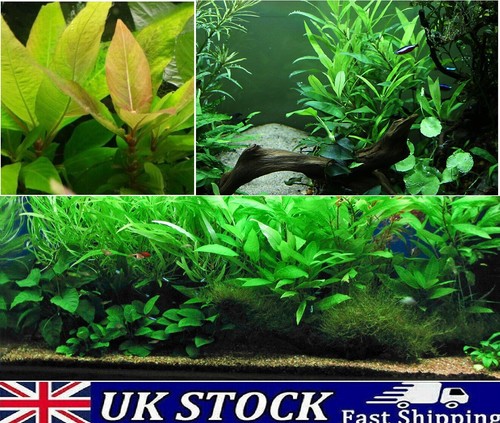 Hygrophila corymbosa aquarium - hygrophila,