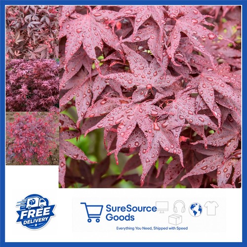 Dwarf acer hime shojo japanese - dwarf, hime-shojo