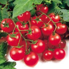 3x Tomato Cherry Gardeners