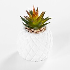 Pineapple Cactus 12cm