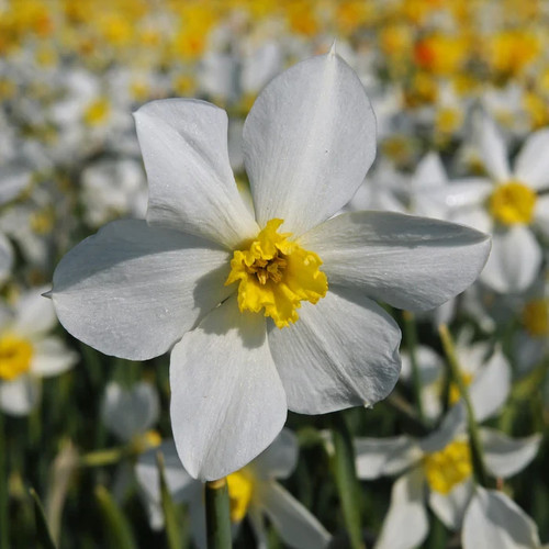 Daffodil white lady 5 - ,