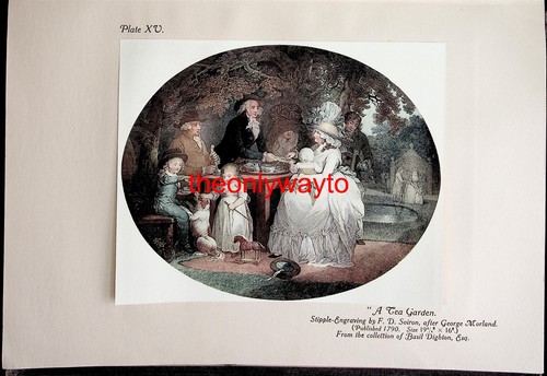 Tea garden morland tipped - garden,, 'tipped