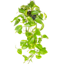 Epipremnum aureum devil - epipremnum,