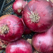 Onion Sets Red Baron - Easy to Grow High Yield Vegetable Bulbs Plant Now