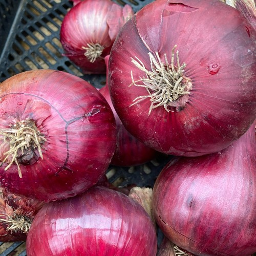 Onion sets red baron easy - sets,