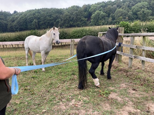 30ft long rein lunge training - rein,
