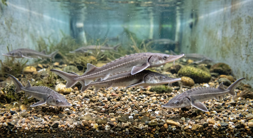Medium white sturgeon live - medium,