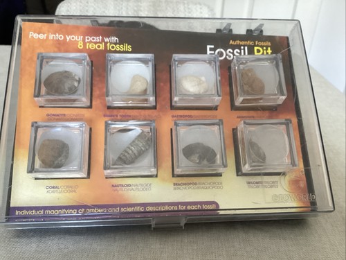 Authentic fossil set eight - authentic,