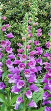 10 Foxglove plants, from Lake