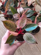 Philodendron Pink Bikini /