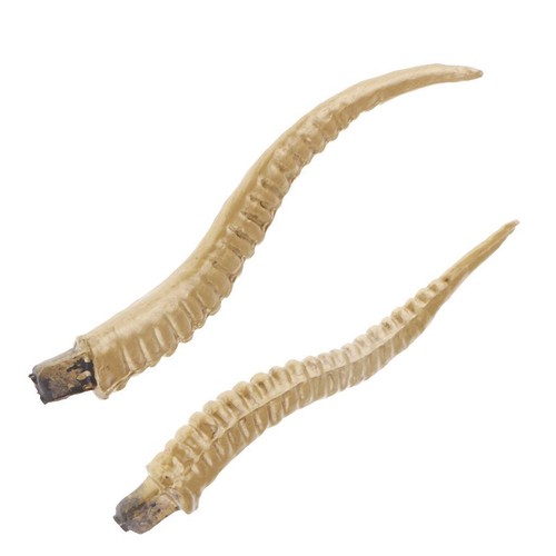 Antelope sheep horn - 8\\\\\\\",