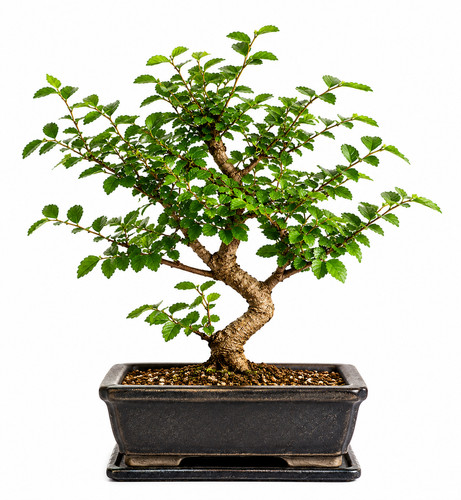Chinese elm bonsai tree live - elm,