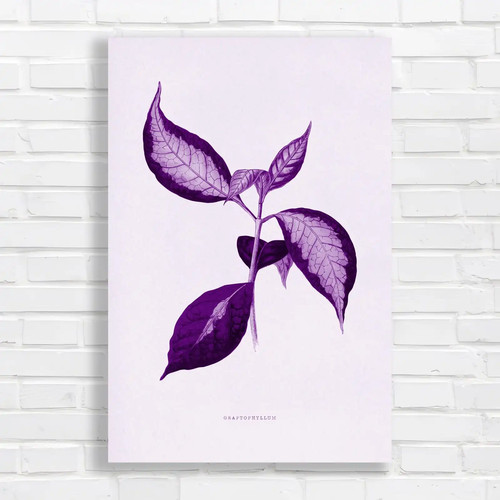 Botanical graptophyllum purple - botanical,
