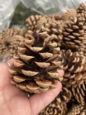 30 Pieces Pine Cones 5-7cm Art