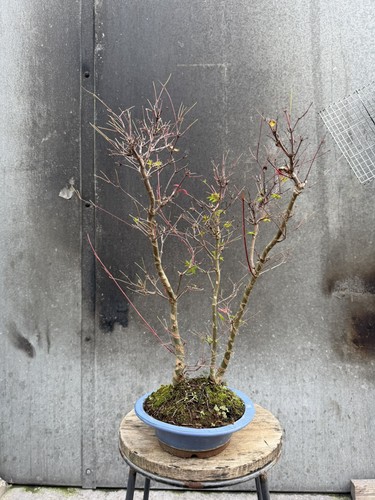 Japanese maple deshojo - japanese, bonsai