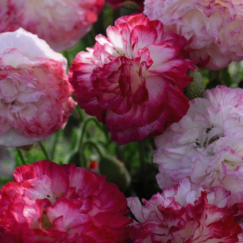 Poppy seeds annual - seeds, flowering