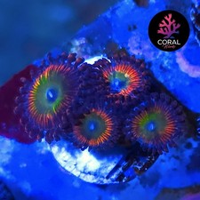 CARS (Possibly Bowsers) 4 Large Heads Zoa Frag WYSIWYG