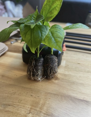 Bangladeshi naga plant - x,