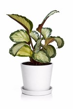 Calathea Medallion Indoor