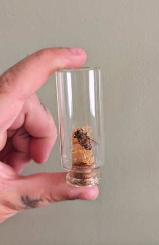 Bee honeycomb mini jar - &,