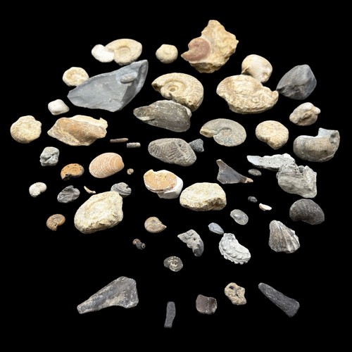 1kg british fossil - fossil, mix