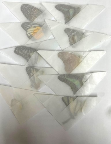 Real unmounted butterflies - , a-