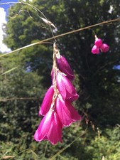 Dierama pulcherrimum angel s - dierama, angel's