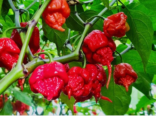 Carolina reaper plug plants - 3x,