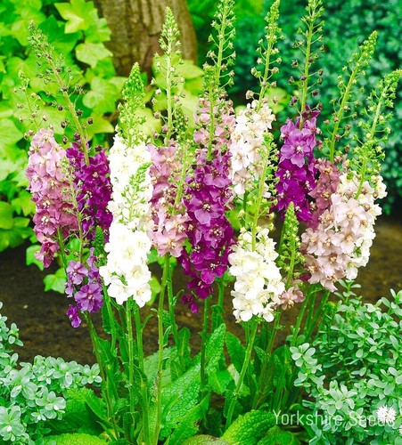 Verbascum phoeniceum hybrid - verbascum,
