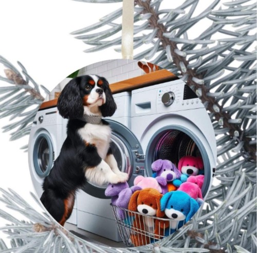 King charles cavalier - king,