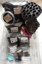 Isopod, millepede Invert