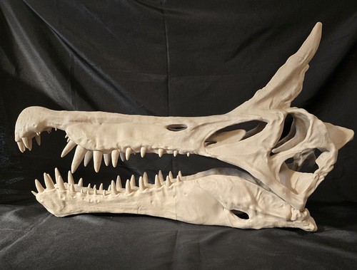 Spinosaurus mirabilis skull - spinosaurus-mirabilis,