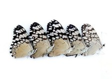 Dried cracker butterflies