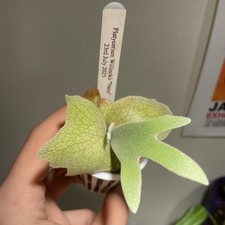 Platycerium Willinckii