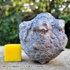 Rare amphorocrinus gigas crinoid cup (calyx) fossil – tournaisian, chadian,