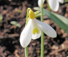 Galanthus Spindlestone