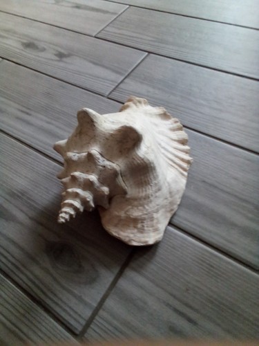 Large conch sea - sea, shell